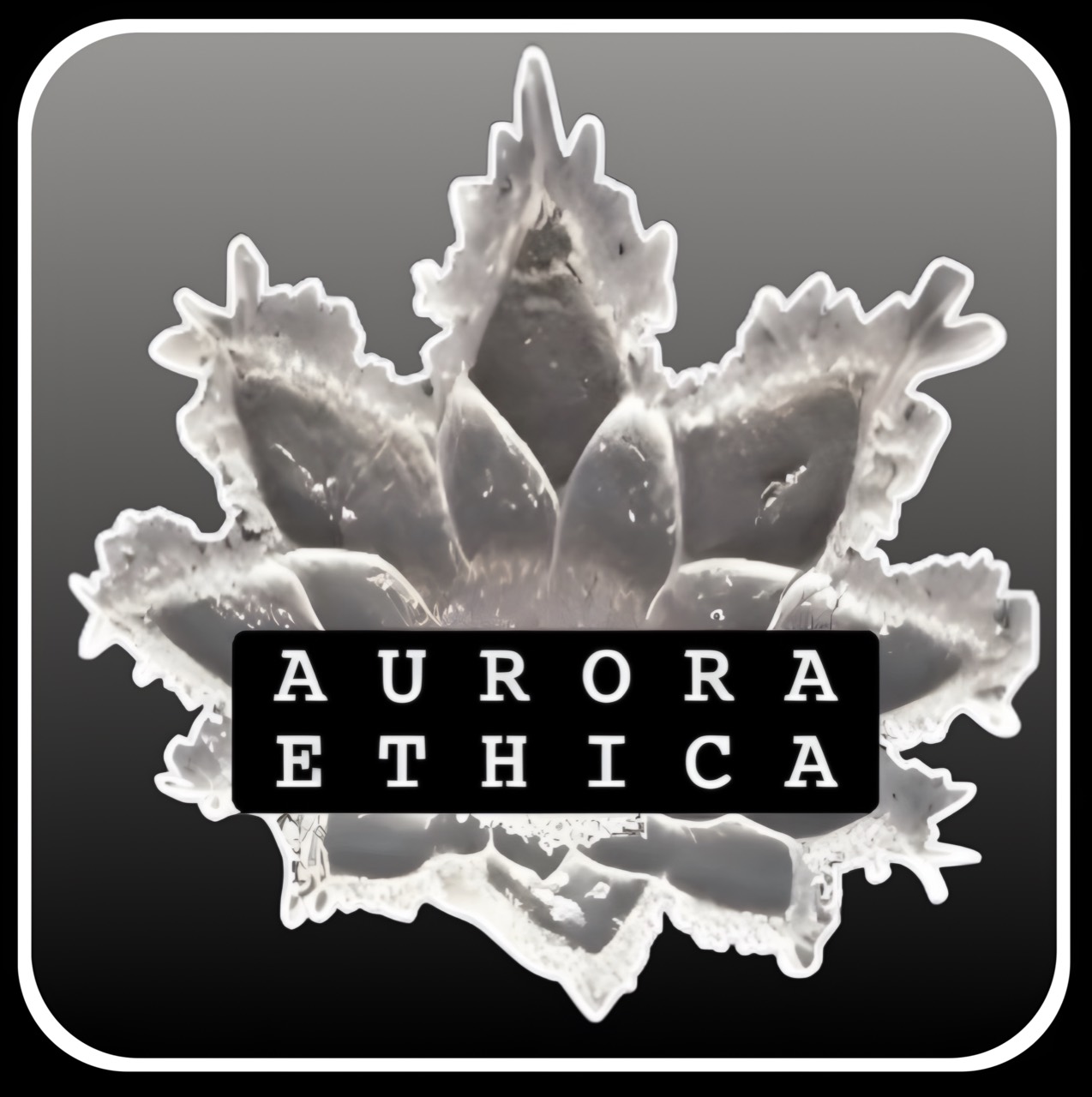 Aurora Ethica